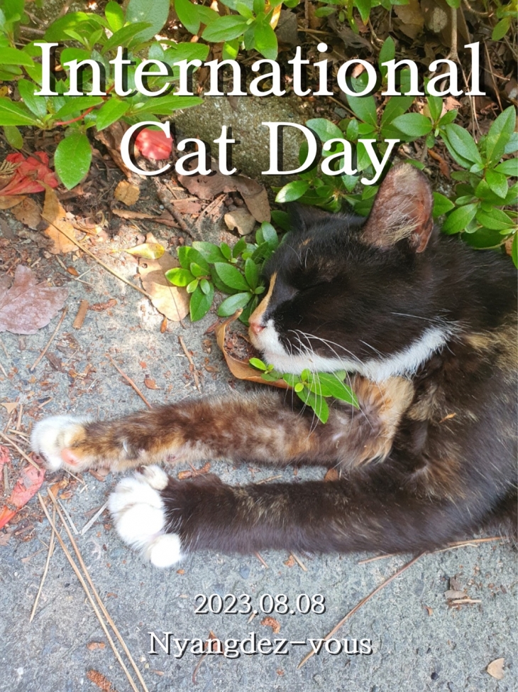 세계 고양이의 날(8월8일)